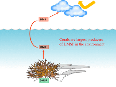 dimethylsulfoniopropionate-and-other-coral-creations
