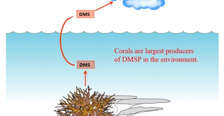dimethylsulfoniopropionate-and-other-coral-creations