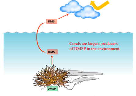 dimethylsulfoniopropionate-and-other-coral-creations