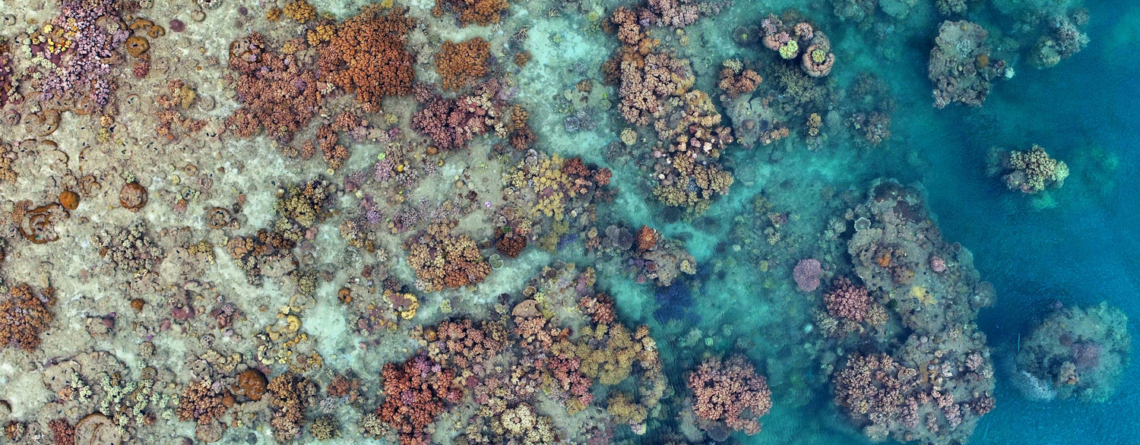 how-pollution-threatens-coral-reefs-and-what-we-can-do-about-it