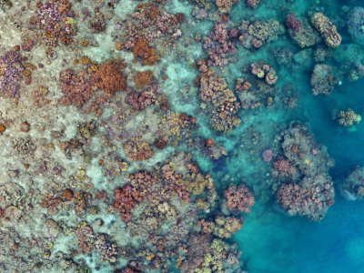 how-pollution-threatens-coral-reefs-and-what-we-can-do-about-it