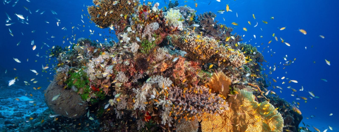 medicinal-cures-within-coral-reefs