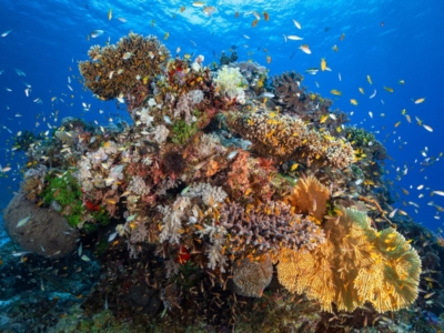 medicinal-cures-within-coral-reefs