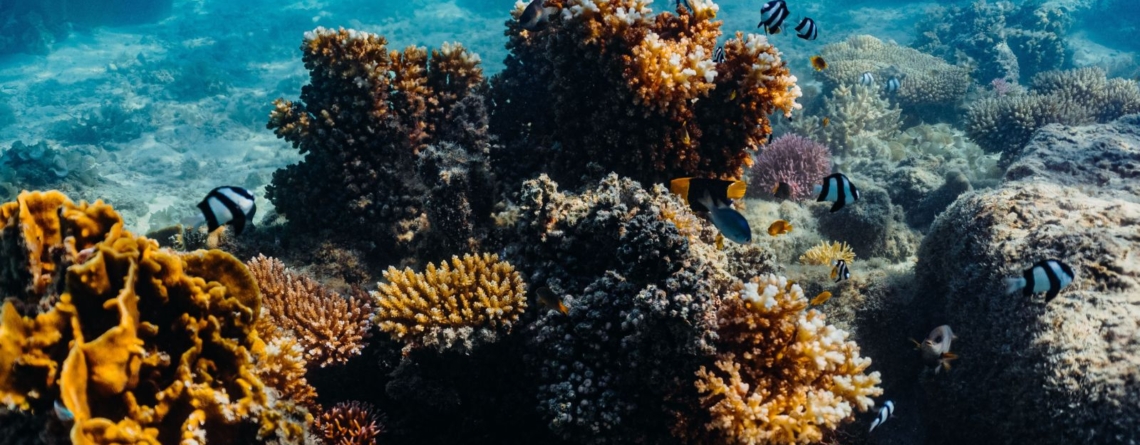 exploring-reef-resilience-through-the-science-of-coral-adaptation