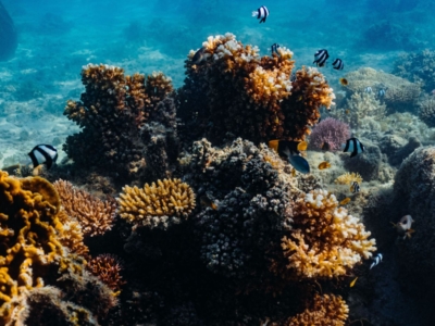 exploring-reef-resilience-through-the-science-of-coral-adaptation