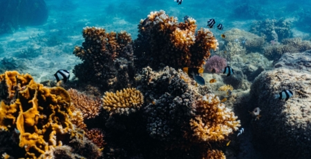 exploring-reef-resilience-through-the-science-of-coral-adaptation