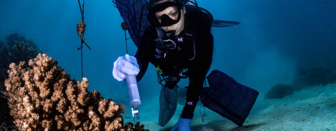 coral-mini-heroes:-who-are-the-beneficial-microorganisms-for-corals-(bmcs)?