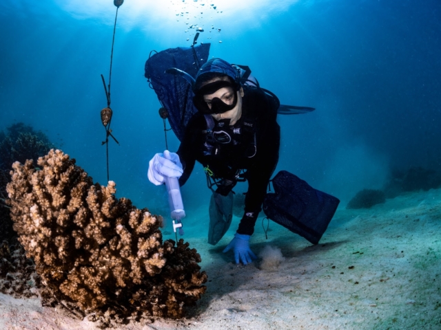 coral-mini-heroes:-who-are-the-beneficial-microorganisms-for-corals-(bmcs)?