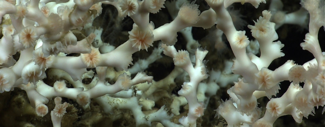 the-tip-of-the-iceberg:-cold-water-corals