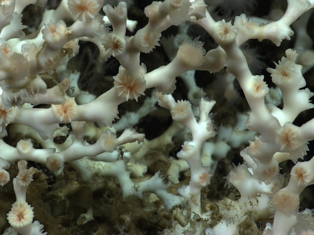 the-tip-of-the-iceberg:-cold-water-corals