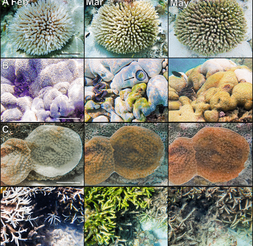 damage-to-reefs:-how-hot-is-too-hot?