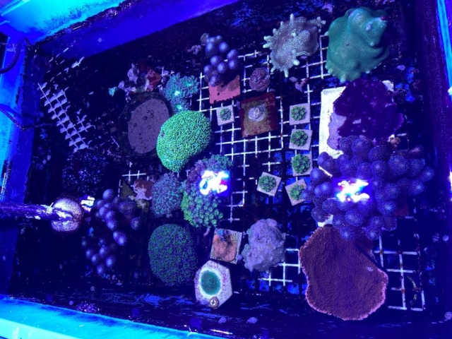 behind-the-scenes-of-research-at-a-coral-mesocosm