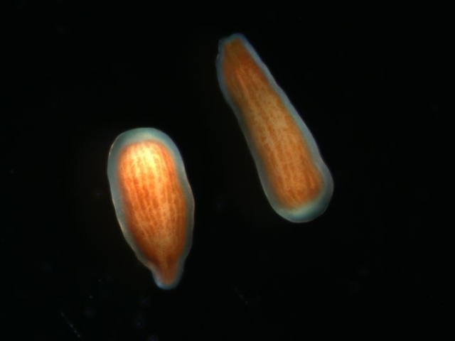 guiding-lights:-how-newborn-corals-find-a-home