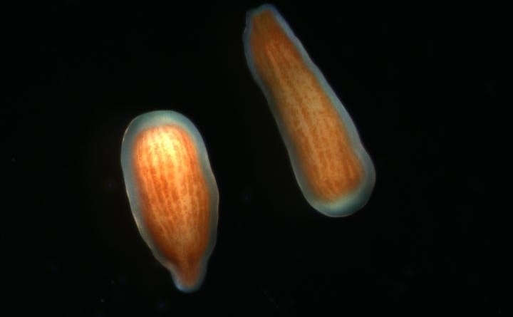 guiding-lights:-how-newborn-corals-find-a-home