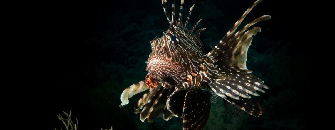 a-decade-unbothered:-10-years-of-lionfish-in-brazilian-reefs