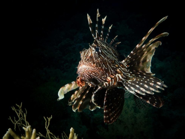 a-decade-unbothered:-10-years-of-lionfish-in-brazilian-reefs