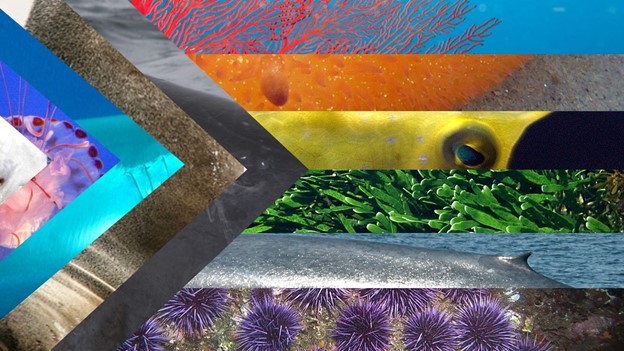 we’re-here,-we’re-queer:-queerness-in-the-reef-and-beyond