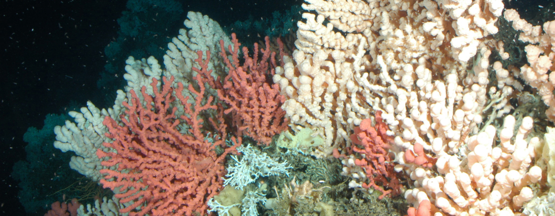 corals-in-cold-water:-coral-beyond-tropical-coral-reefs