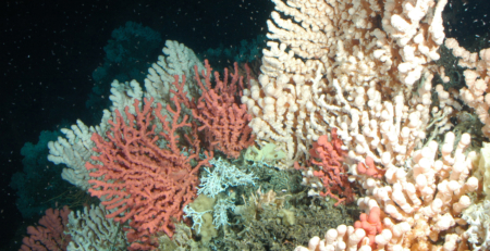 corals-in-cold-water:-coral-beyond-tropical-coral-reefs