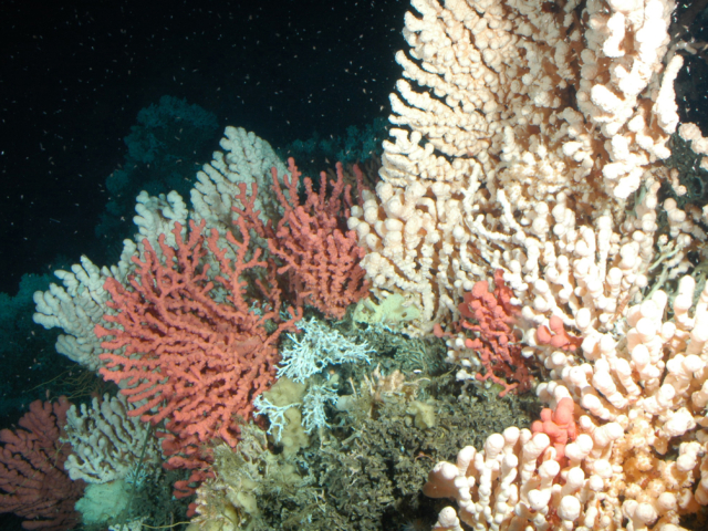 corals-in-cold-water:-coral-beyond-tropical-coral-reefs
