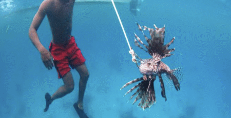 ciguatera-and-lionfish-double-trouble