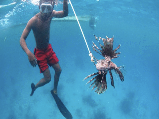 ciguatera-and-lionfish-double-trouble