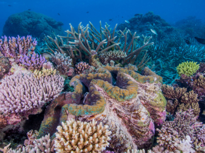 5-easy,-impactful-ways-to-help-coral-reefs-from-anywhere