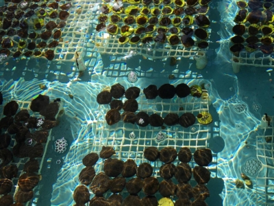 raising-corals-ex-situ:-a-glimpse-of-the-coral-nursery-of-puerto-rico