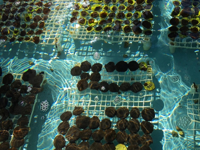 raising-corals-ex-situ:-a-glimpse-of-the-coral-nursery-of-puerto-rico