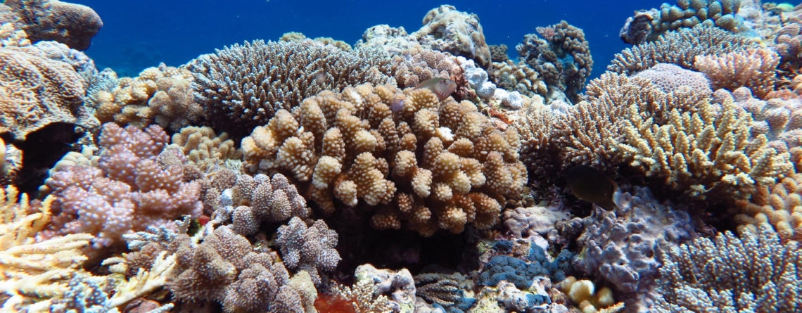 viruses,-bacteria,-and-coral,-oh-my!