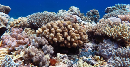 viruses,-bacteria,-and-coral,-oh-my!