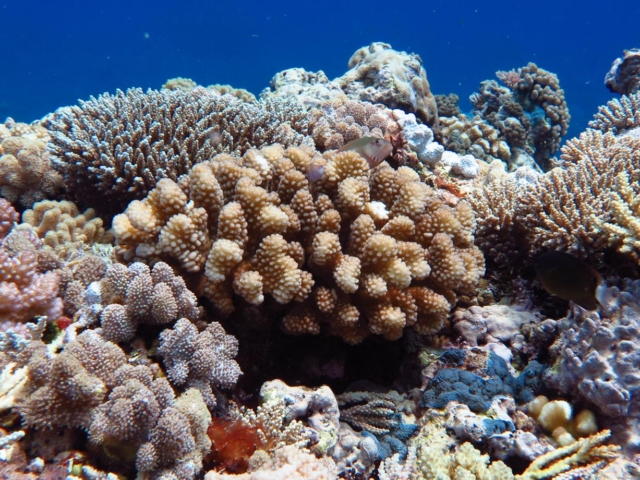 viruses,-bacteria,-and-coral,-oh-my!