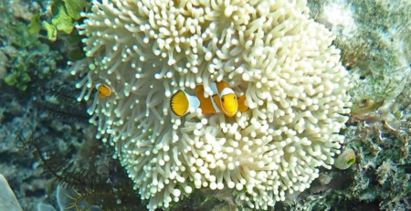 the-mystery-of-mucus!