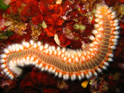 double-whammy?-parasites-in-coral-eating-fireworm-poop