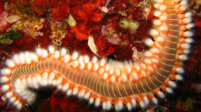 double-whammy?-parasites-in-coral-eating-fireworm-poop
